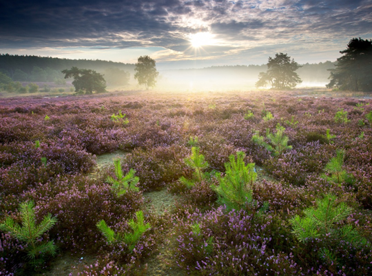 Heide Heide in Zonhoven